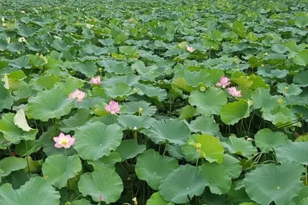 襄阳荷花湖门票多少钱一张