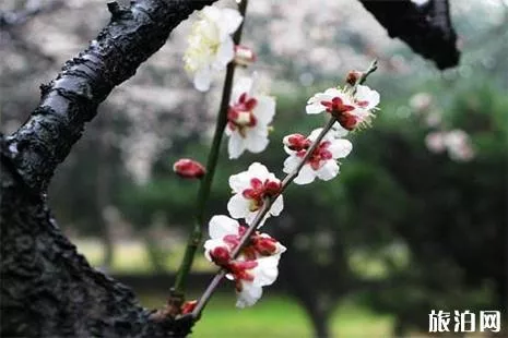 杭州植物园灵峰梅花赏玩攻略