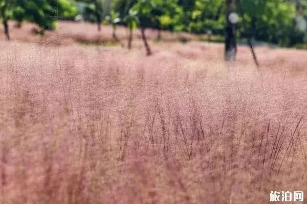 佛山秋季赏花攻略