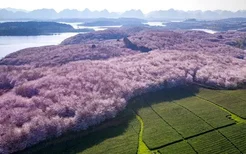 安顺平坝樱花园旅游攻略