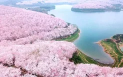 安顺平坝樱花攻略 附自驾信息和花期介绍