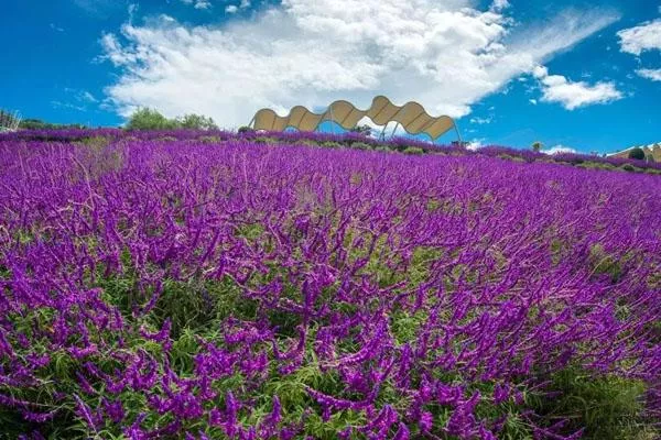 成都花舞人间在什么地方 具体地址及交通指南