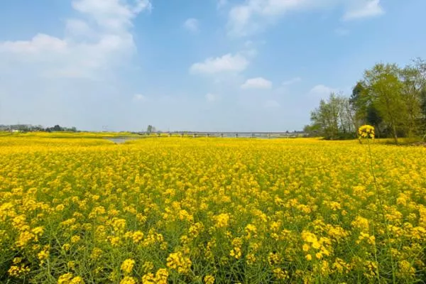 2022成都油菜花观赏胜地推荐