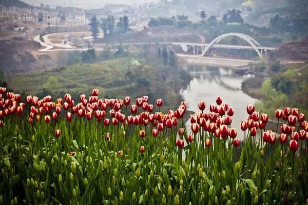 成都花舞人间在什么地方 具体地址及交通指南