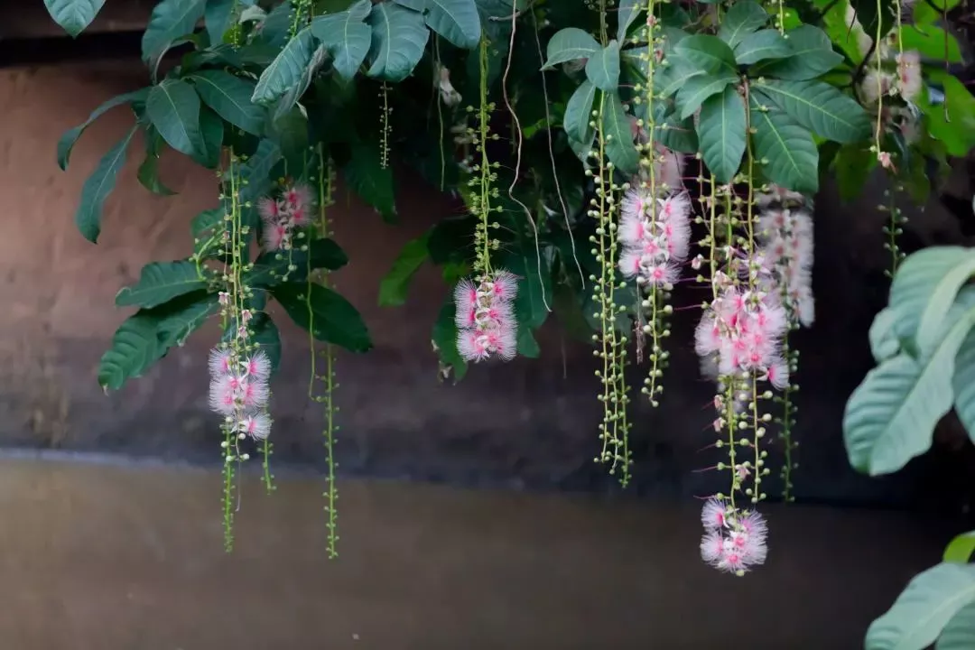 走读儋州 | 奇，唐朝“玉蕊花” 夜开昼落 香飘七里村